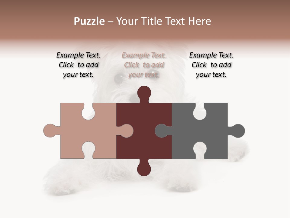 Studio Shot Dog Cross Breed PowerPoint Template