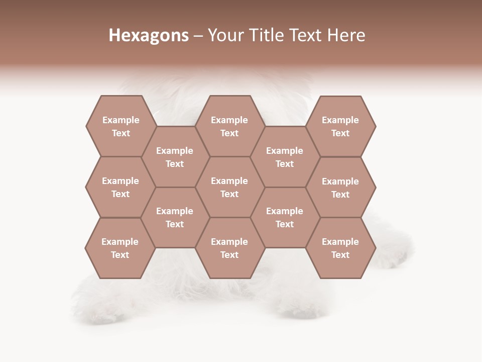 Studio Shot Dog Cross Breed PowerPoint Template