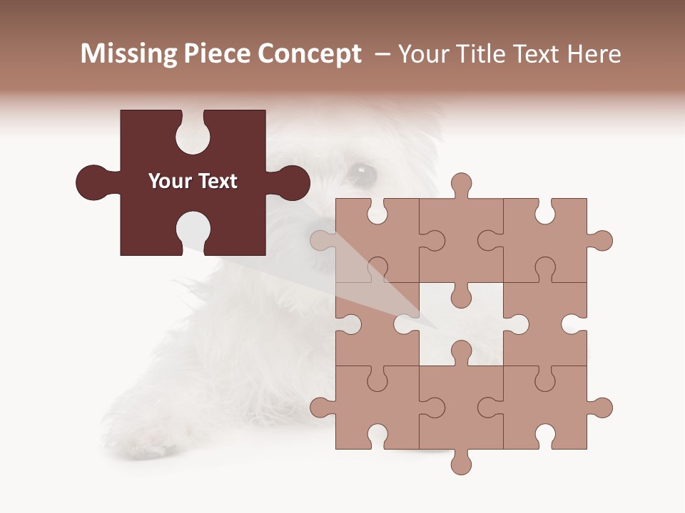 Studio Shot Dog Cross Breed PowerPoint Template