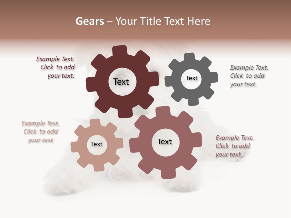 Studio Shot Dog Cross Breed PowerPoint Template