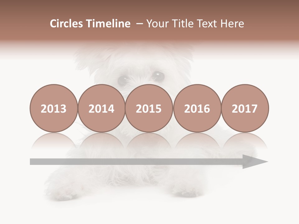 Studio Shot Dog Cross Breed PowerPoint Template