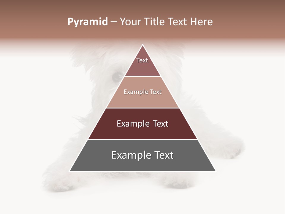 Studio Shot Dog Cross Breed PowerPoint Template