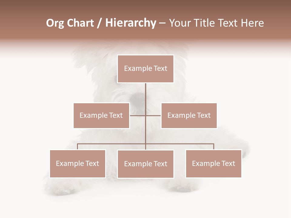Studio Shot Dog Cross Breed PowerPoint Template