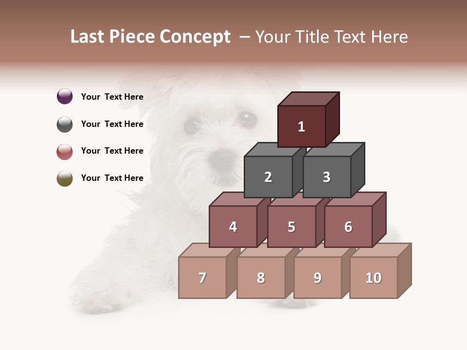 Studio Shot Dog Cross Breed PowerPoint Template