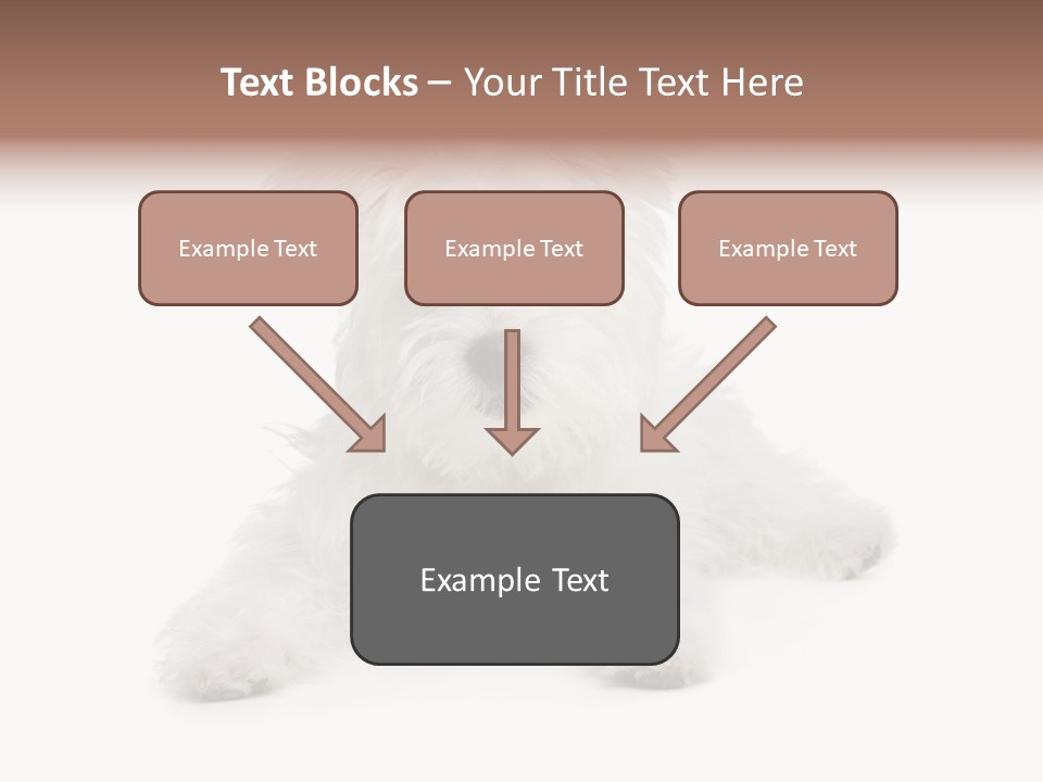 Studio Shot Dog Cross Breed PowerPoint Template