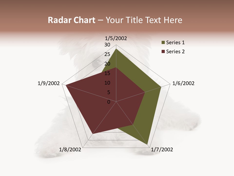 Studio Shot Dog Cross Breed PowerPoint Template