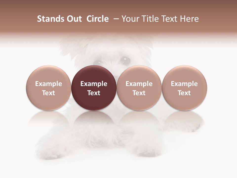 Studio Shot Dog Cross Breed PowerPoint Template