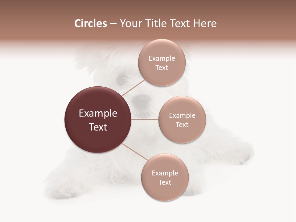 Studio Shot Dog Cross Breed PowerPoint Template