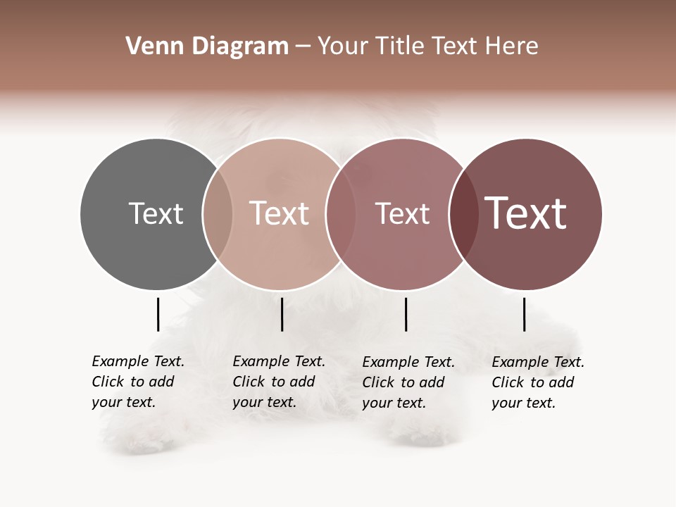 Studio Shot Dog Cross Breed PowerPoint Template