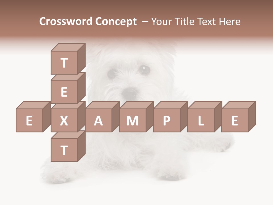 Studio Shot Dog Cross Breed PowerPoint Template