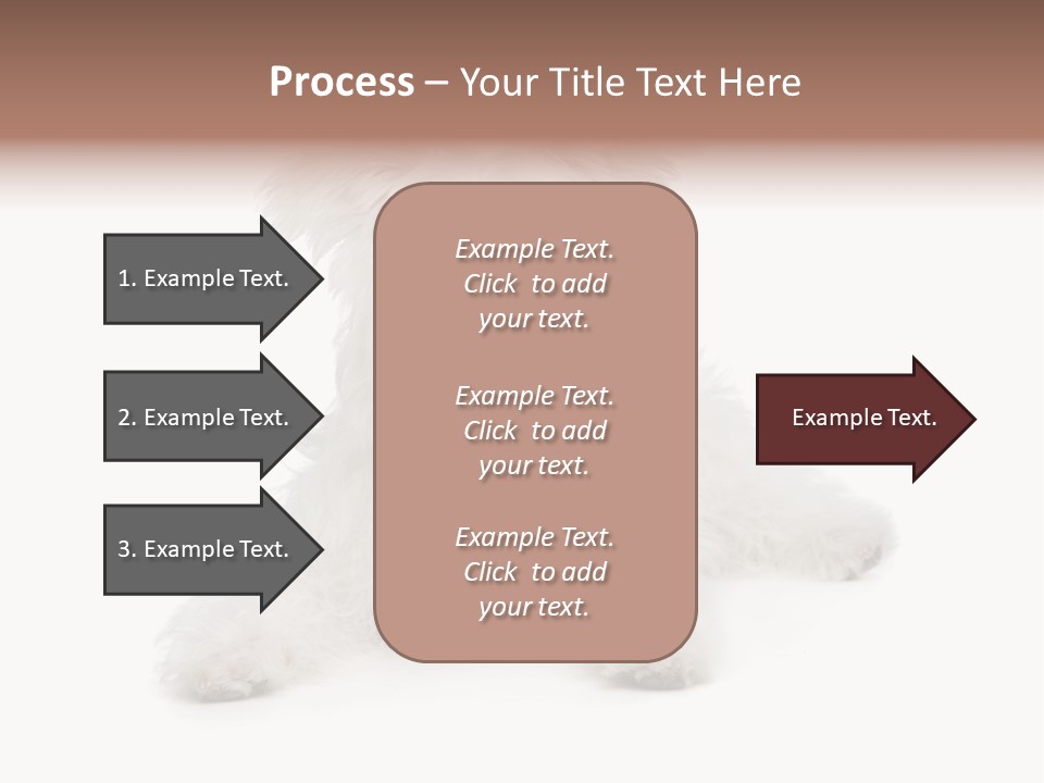 Studio Shot Dog Cross Breed PowerPoint Template
