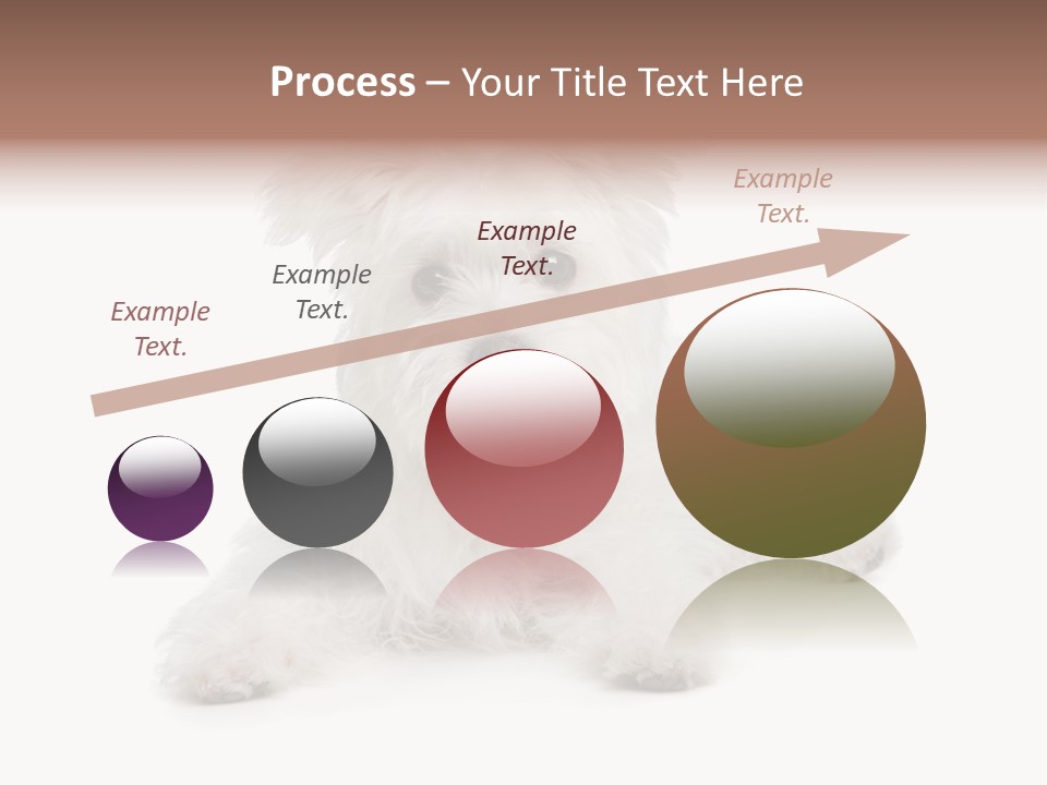 Studio Shot Dog Cross Breed PowerPoint Template