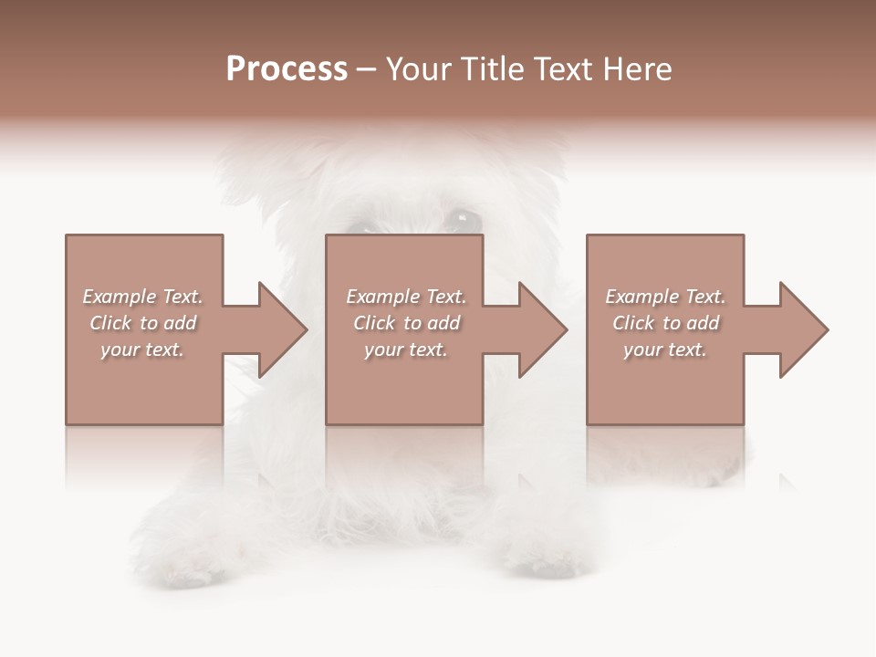 Studio Shot Dog Cross Breed PowerPoint Template