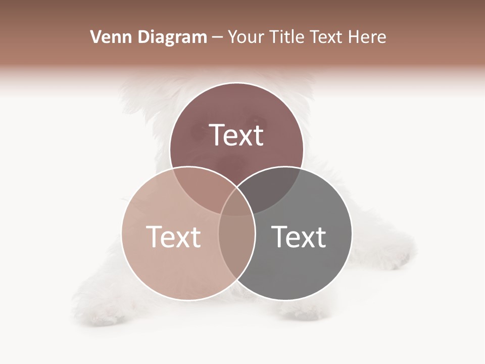 Studio Shot Dog Cross Breed PowerPoint Template