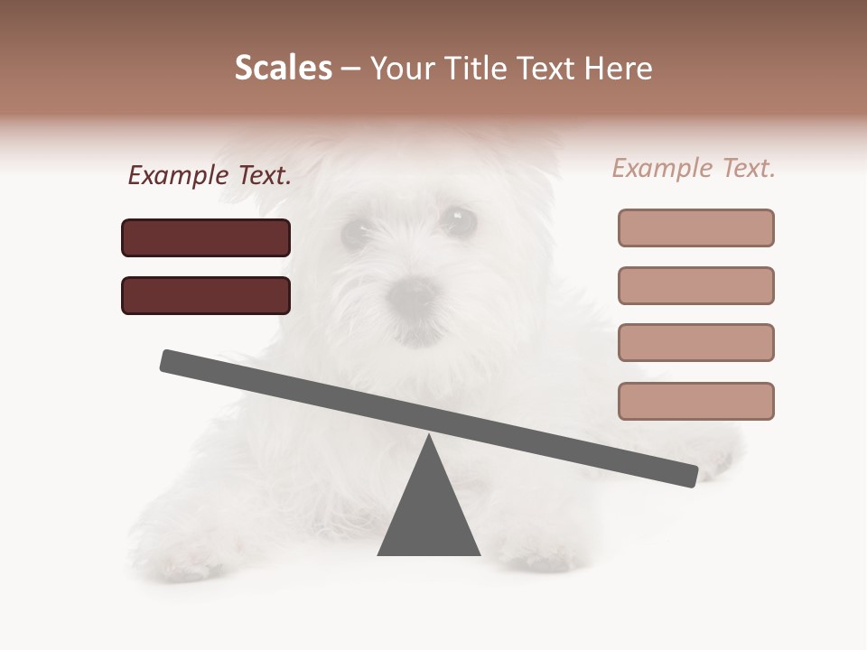 Studio Shot Dog Cross Breed PowerPoint Template