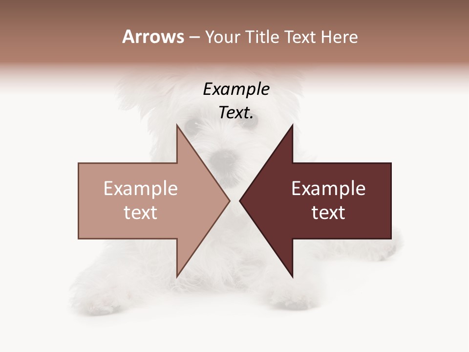 Studio Shot Dog Cross Breed PowerPoint Template