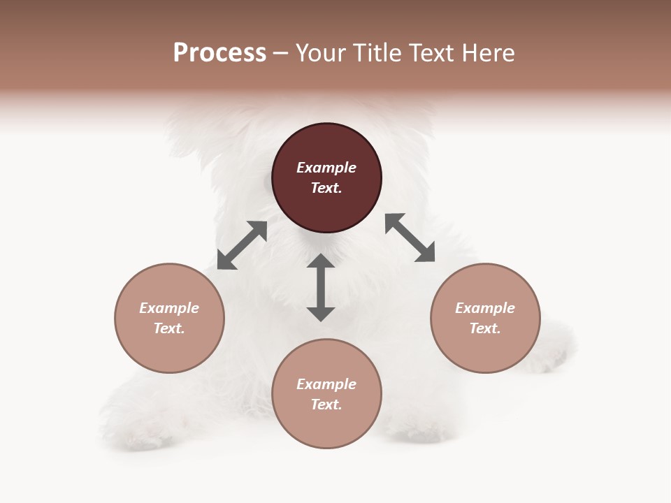 Studio Shot Dog Cross Breed PowerPoint Template