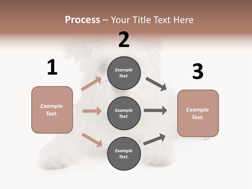 Studio Shot Dog Cross Breed PowerPoint Template