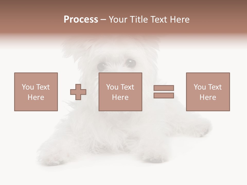 Studio Shot Dog Cross Breed PowerPoint Template