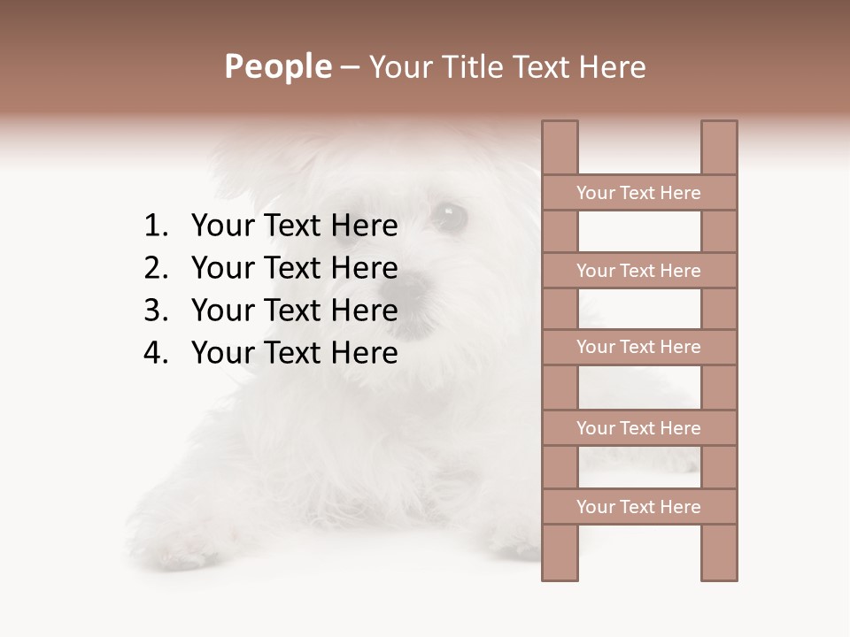 Studio Shot Dog Cross Breed PowerPoint Template