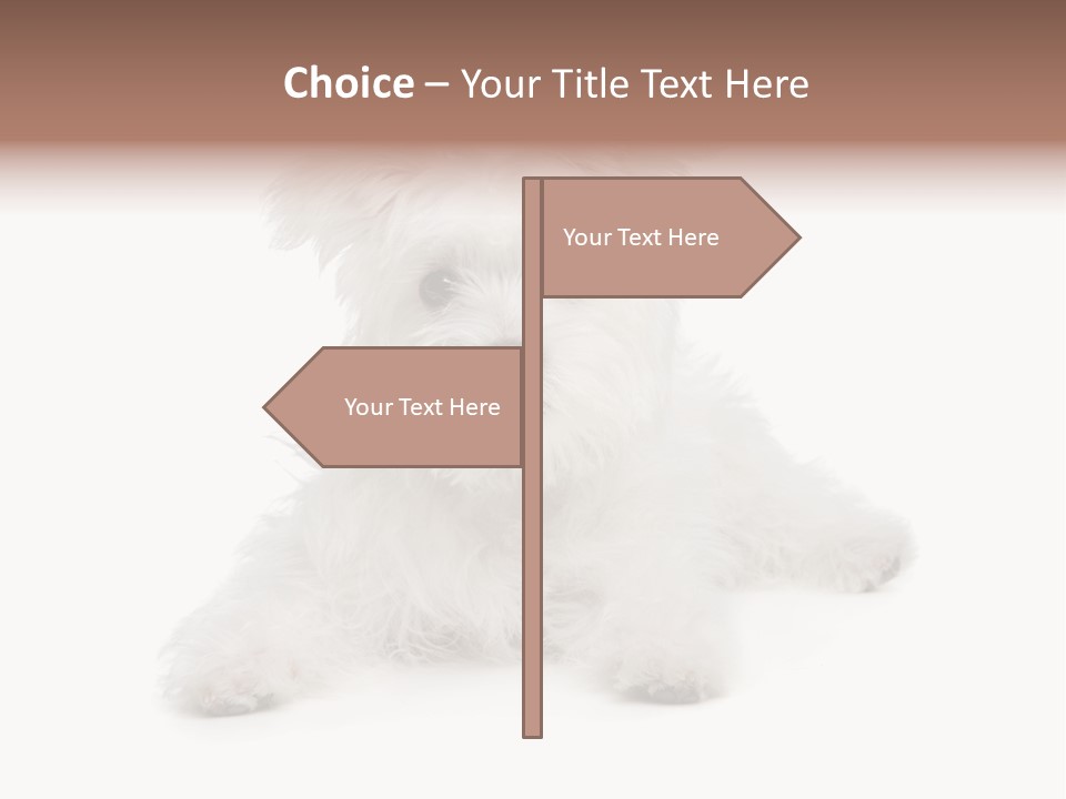 Studio Shot Dog Cross Breed PowerPoint Template