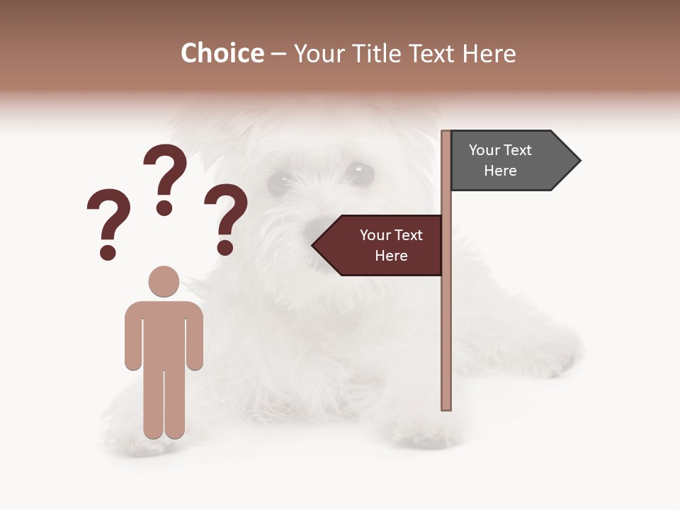Studio Shot Dog Cross Breed PowerPoint Template