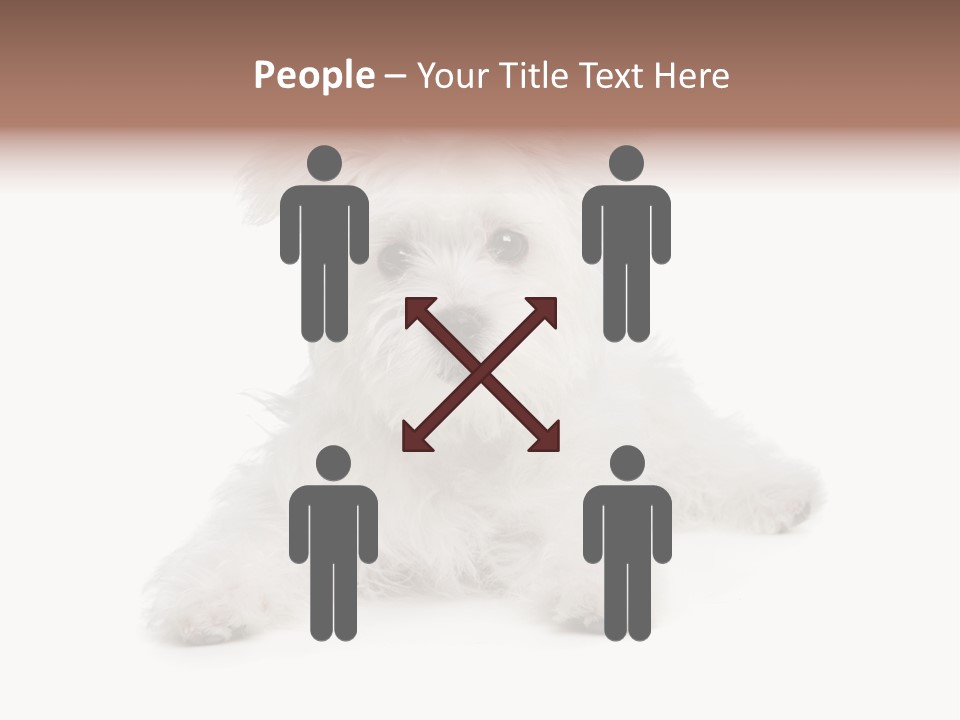 Studio Shot Dog Cross Breed PowerPoint Template