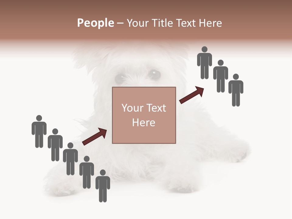 Studio Shot Dog Cross Breed PowerPoint Template