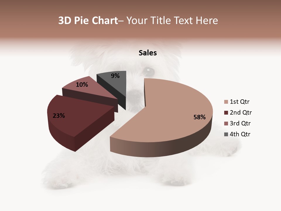 Studio Shot Dog Cross Breed PowerPoint Template