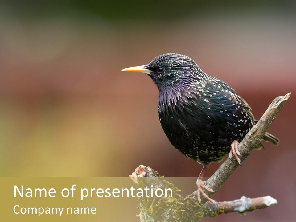 Ornithology Common Starling Cute PowerPoint Template