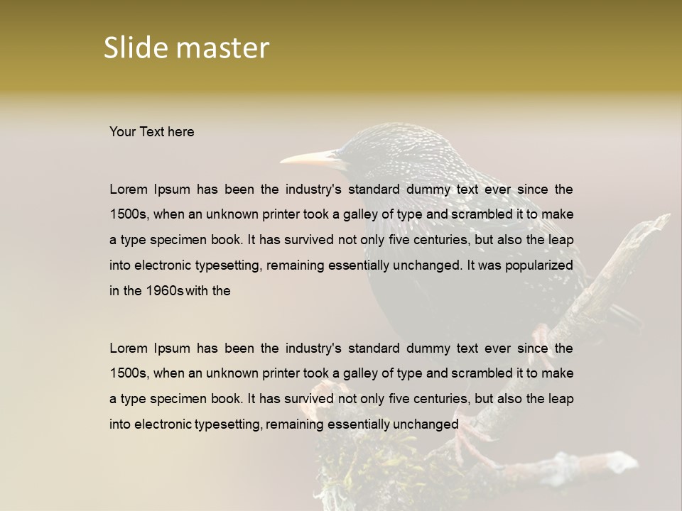 Ornithology Common Starling Cute PowerPoint Template