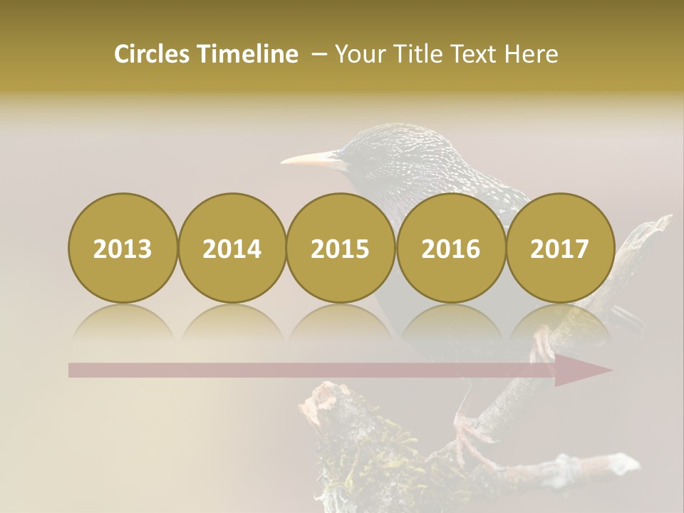 Ornithology Common Starling Cute PowerPoint Template