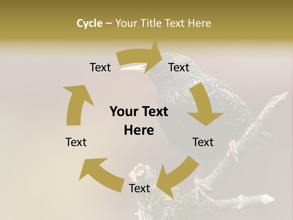 Ornithology Common Starling Cute PowerPoint Template