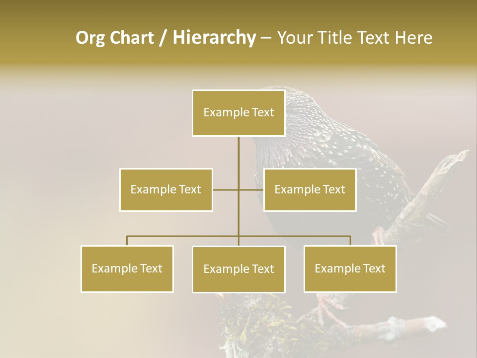 Ornithology Common Starling Cute PowerPoint Template
