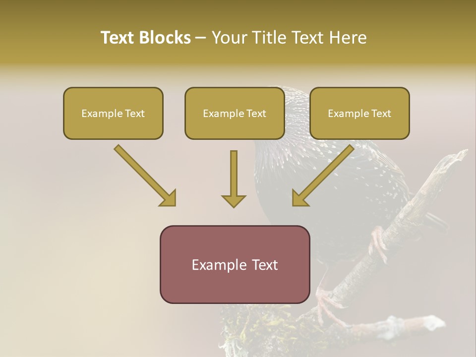 Ornithology Common Starling Cute PowerPoint Template