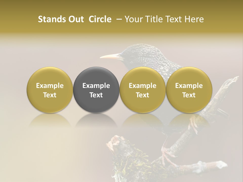 Ornithology Common Starling Cute PowerPoint Template