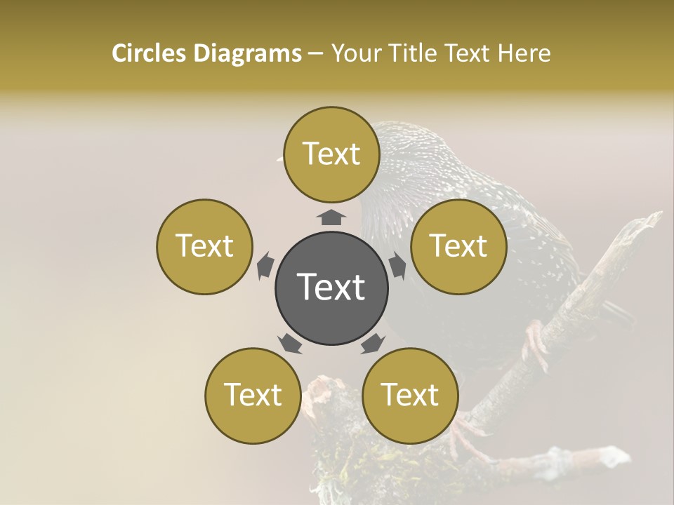 Ornithology Common Starling Cute PowerPoint Template