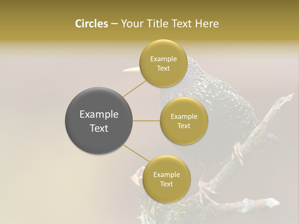 Ornithology Common Starling Cute PowerPoint Template