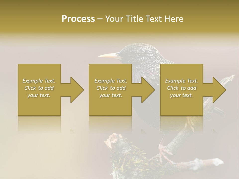 Ornithology Common Starling Cute PowerPoint Template