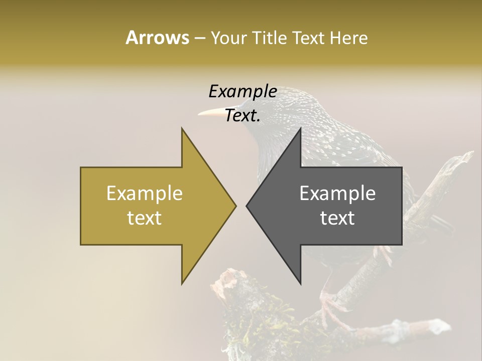 Ornithology Common Starling Cute PowerPoint Template