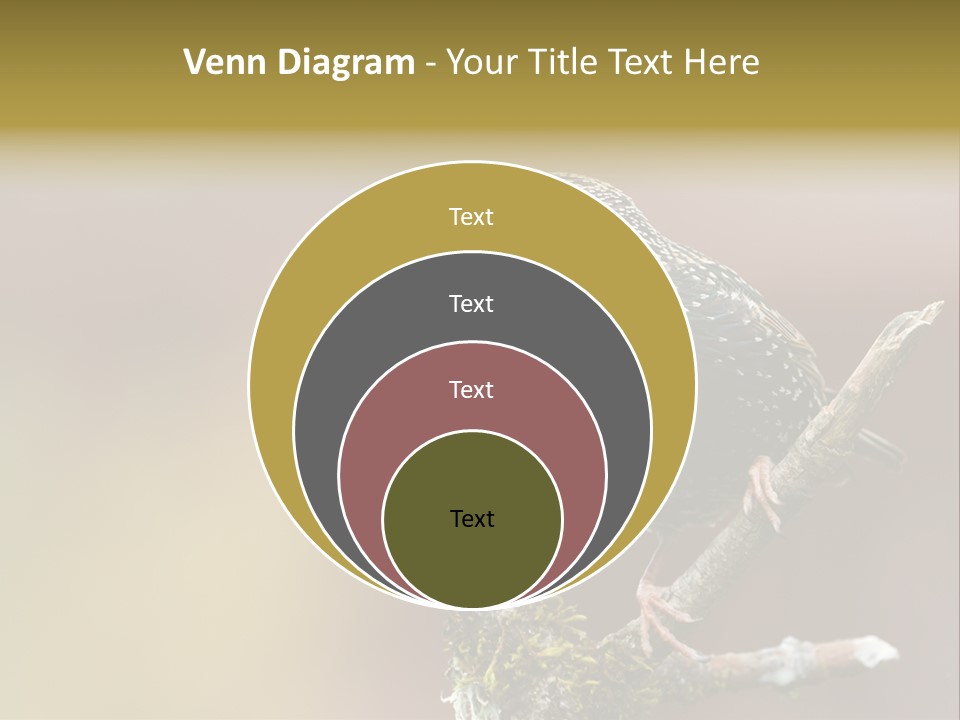 Ornithology Common Starling Cute PowerPoint Template
