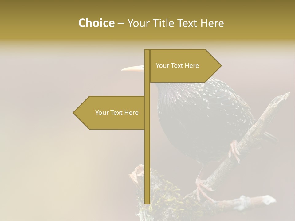 Ornithology Common Starling Cute PowerPoint Template