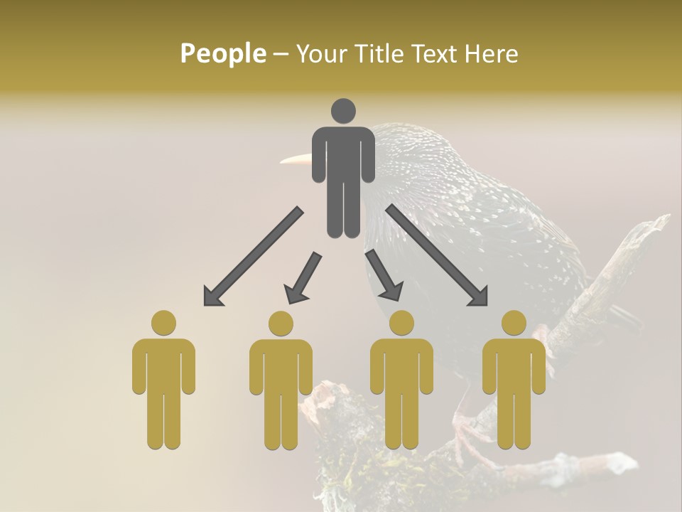 Ornithology Common Starling Cute PowerPoint Template