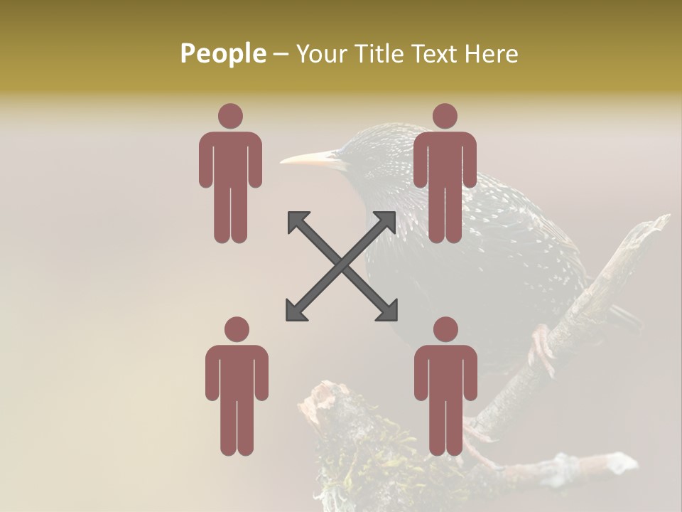 Ornithology Common Starling Cute PowerPoint Template