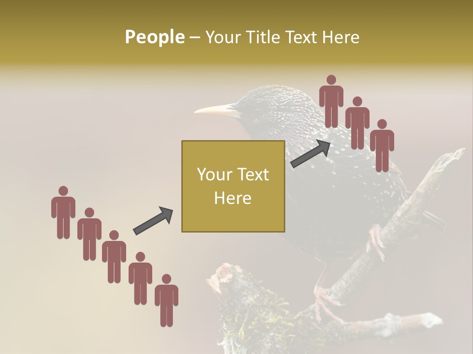 Ornithology Common Starling Cute PowerPoint Template
