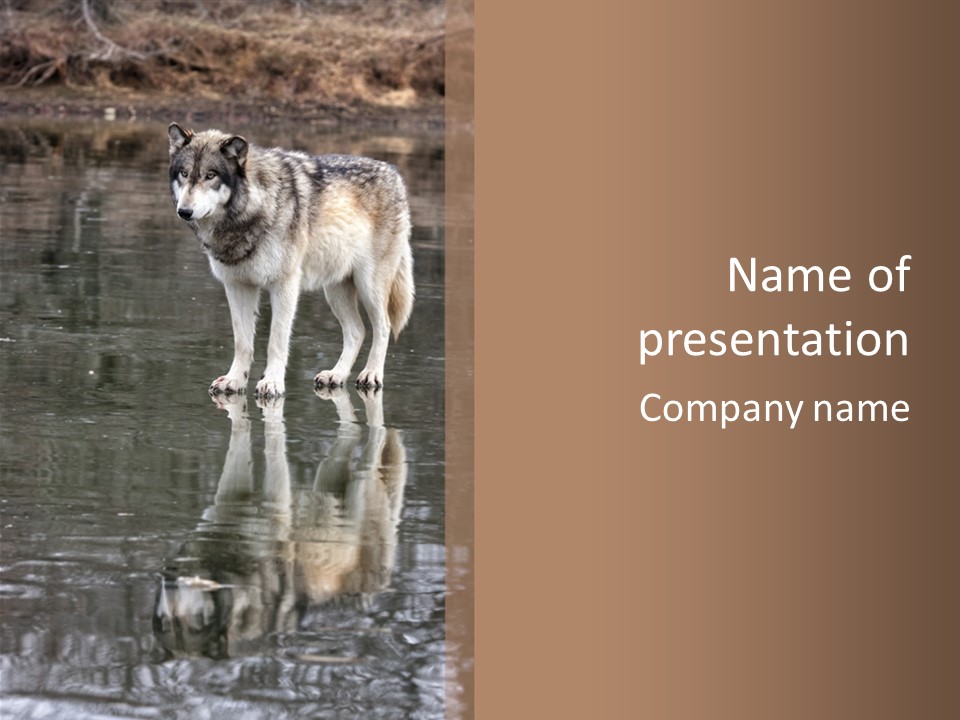 Gray Canine Danger PowerPoint Template