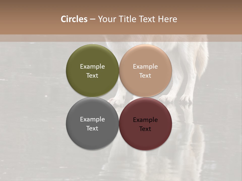 Gray Canine Danger PowerPoint Template