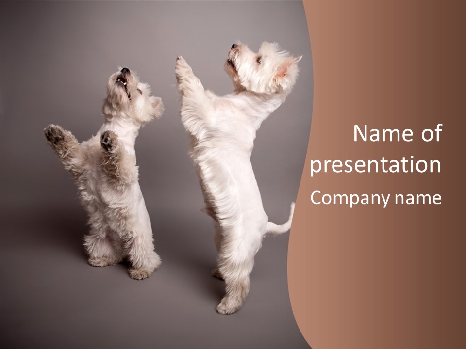 Studio Breed Terrier PowerPoint Template