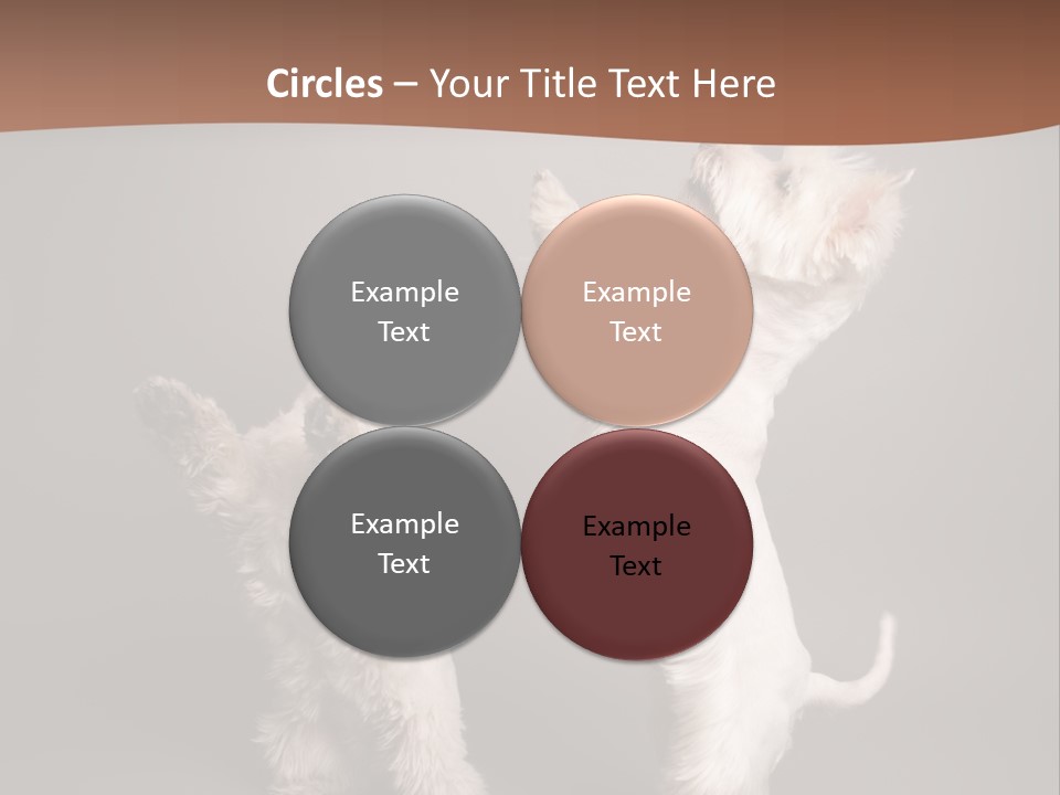 Studio Breed Terrier PowerPoint Template