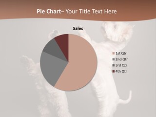 Studio Breed Terrier PowerPoint Template